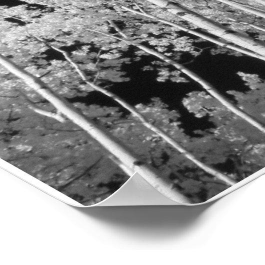 Infrared Poplar Tree Forest Poster (Ecke)