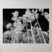 Infrared Poplar Tree Forest Poster (Vorne)