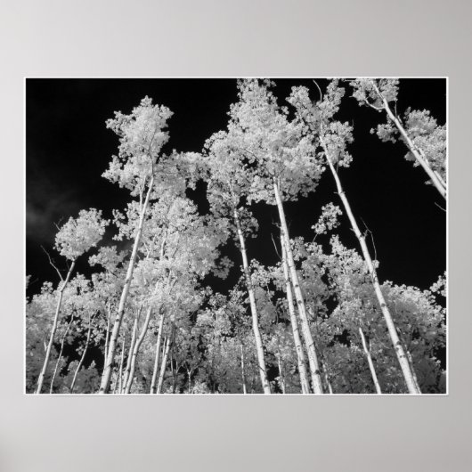 Infrared Poplar Tree Forest Poster (Vorne)