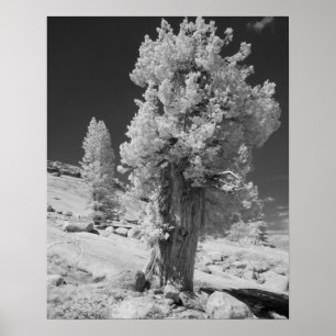 Infrarot-Foto der Ostseite des Yosemite National Poster