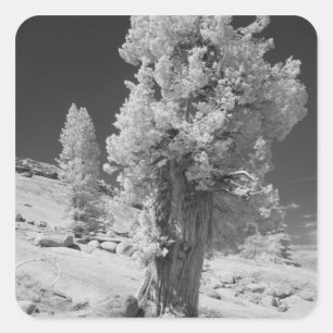 Infrarot-Foto der Ostseite des Yosemite National Quadratischer Aufkleber