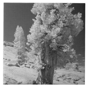 Infrarot-Foto im Osten des Yosemite National Fliese