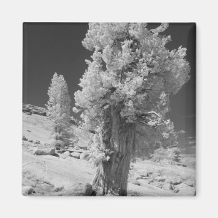 Infrarot-Foto im Osten des Yosemite National Magnet