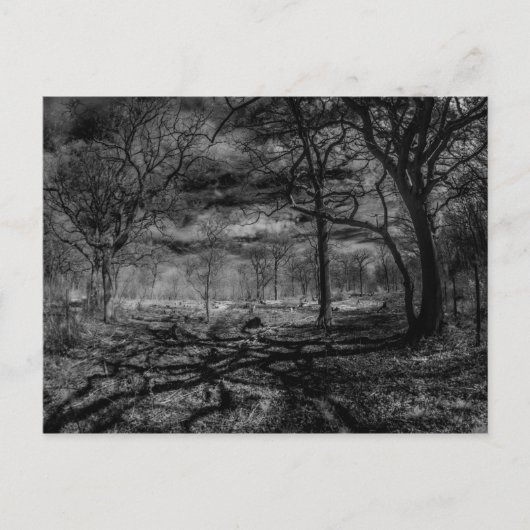 Infrarotlandschaft Schatten im Wald Postkarte (Vorderseite)