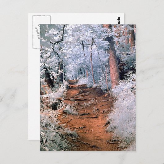 Infrarotwaldweg Postkarte (Vorne/Hinten)