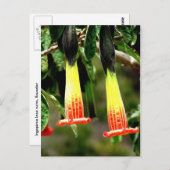 Ingapirca Inca Ruinen, Ecuador Postkarte (Vorne/Hinten)