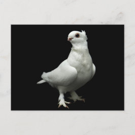 Inglizi Pigeon Postkarte