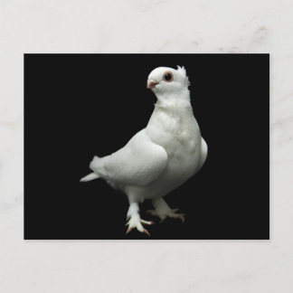 Inglizi Pigeon Postkarte