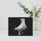 Inglizi Pigeon Postkarte (Stehend Vorderseite)