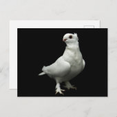 Inglizi Pigeon Postkarte (Vorne/Hinten)