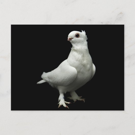 Inglizi Pigeon Postkarte (Vorderseite)