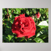 Ingrid Bergman Hybrid Tea Rose 032 Poster (Vorne)