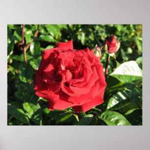 Ingrid Bergman Hybrid Tea Rose 032 Poster