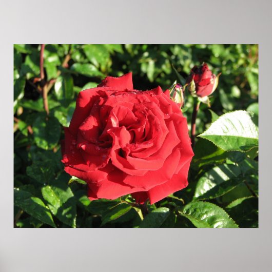 Ingrid Bergman Hybrid Tea Rose 032 Poster (Vorne)