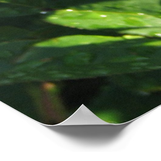 Ingrid Bergman Hybrid Tea Rose 032 Poster (Ecke)