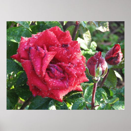 Ingrid Bergman Hybrid Tea Rose und Buds 036 Poster (Vorne)