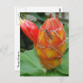 Ingwer-Blume mit Ant Postcard Postkarte (Vorne/Hinten)