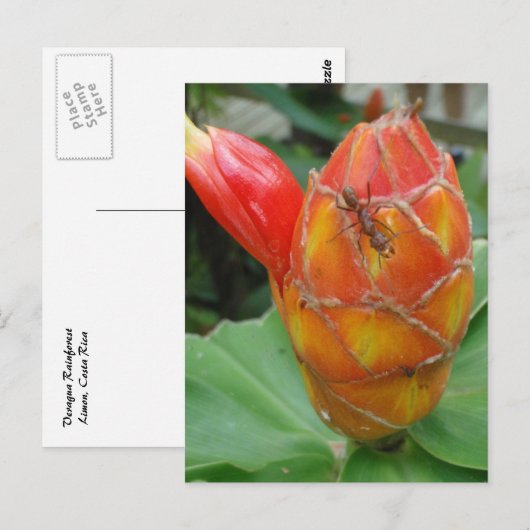 Ingwer-Blume mit Ant Postcard Postkarte (Vorne/Hinten)