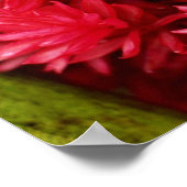 Ingwer Blume, Puerto Rico Blume Poster (Ecke)