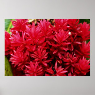 Ingwer-Blumen, Puerto- RicoBlumen Poster