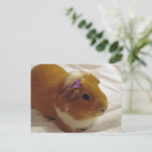 Ingwer-Guinea Postkarte (Stehend Vorderseite)