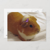 Ingwer-Guinea Postkarte (Vorne/Hinten)