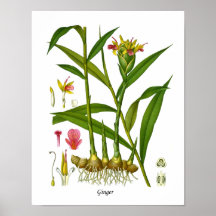 Ingwer Pflanze Illustration Juice Bar Decor