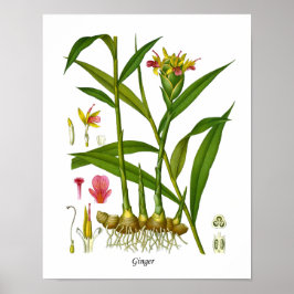 Ingwer Pflanze Illustration Juice Bar Decor Poster