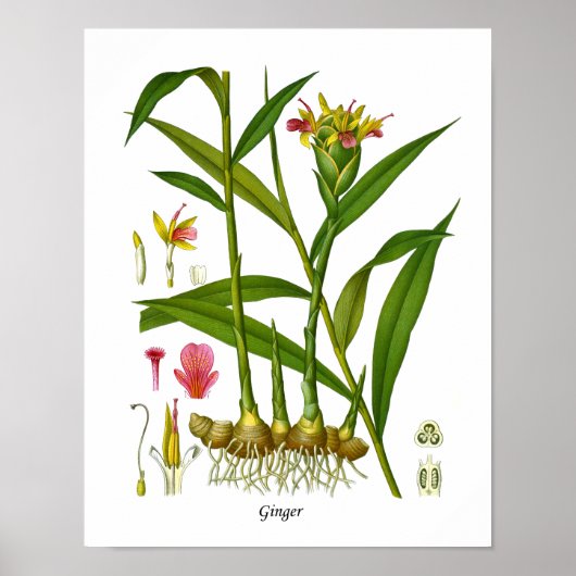 Ingwer Pflanze Illustration Juice Bar Decor Poster (Vorne)