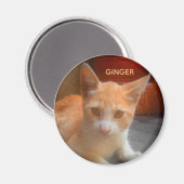 Ingwer-Tabby-Kitzy-Katze Magnet (Vorderseite/Rückseite)