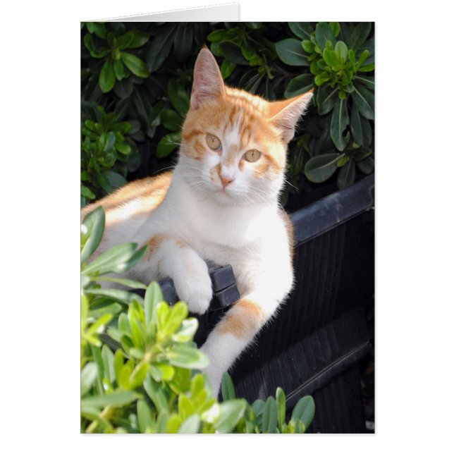 Ingwer und Weiße Katze (Vorne)