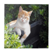 Ingwer und weiße Katze Fliese (Vorderseite)