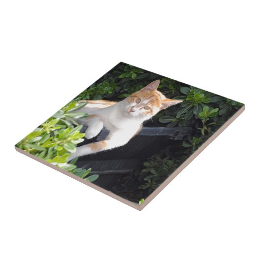 Ingwer und weiße Katze Fliese (Seite)