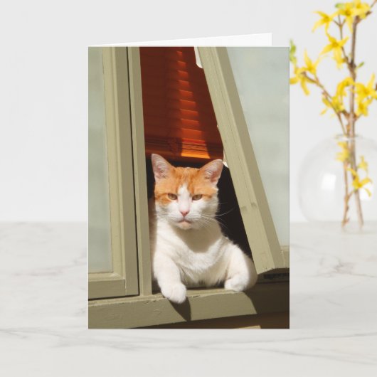 Ingwer und weiße Katze sitzen am Fenster Karte (Gelbe Blume)