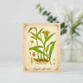 Ingwer - Vintage Abbildung Postkarte (Stehend Vorderseite)