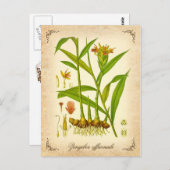 Ingwer - Vintage Abbildung Postkarte (Vorne/Hinten)