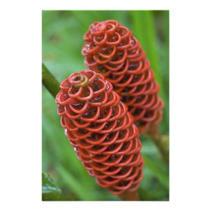Ingwerhonigbienennest, Zingiber spectabile), Fotodruck