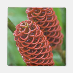 Ingwerhonigbienennest, Zingiber spectabile), Magnet