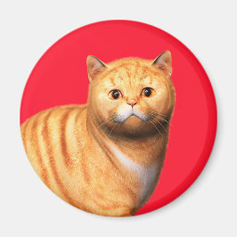Ingwerkatze 3 Magnet
