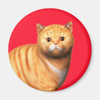 Ingwerkatze 3 Magnet