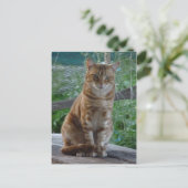 Ingwerkatze Postkarte (Stehend Vorderseite)