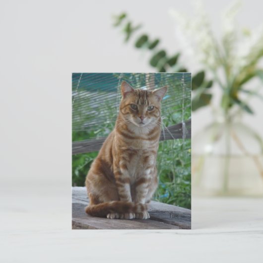Ingwerkatze Postkarte (Stehend Vorderseite)