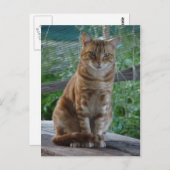 Ingwerkatze Postkarte (Vorne/Hinten)