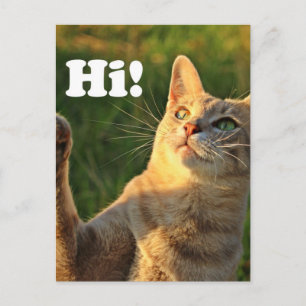 Ingwerkatze sagt Hallo! Postkarte