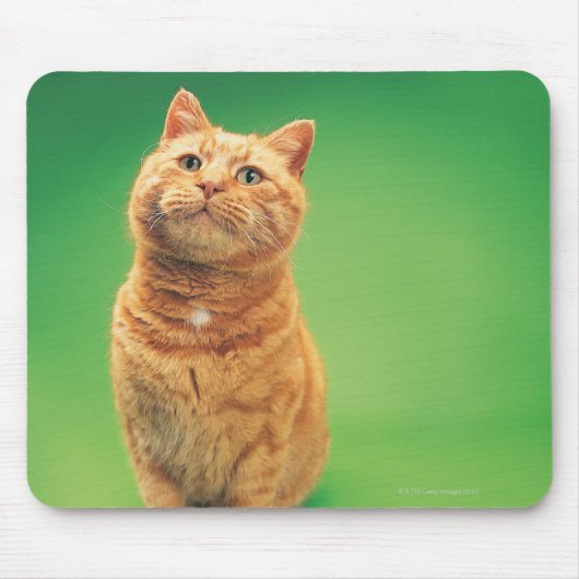 Ingwerkatze sitzend, Blick nach oben Mousepad (Vorne)