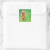 Ingwerkatze sitzend, Blick nach oben Quadratischer Aufkleber (Tasche)