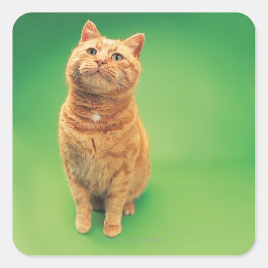 Ingwerkatze sitzend, Blick nach oben Quadratischer Aufkleber (Vorderseite)