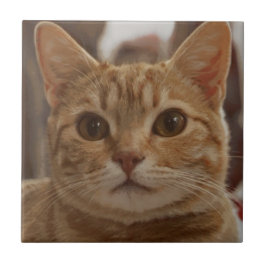 Ingwerkatzenaugen  fliese