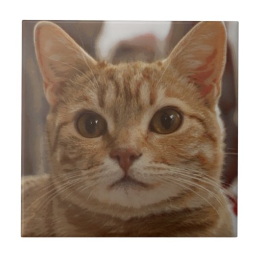 Ingwerkatzenaugen  fliese (Vorderseite)