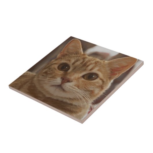 Ingwerkatzenaugen  fliese (Seite)